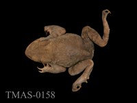 藏品(盤古蟾蜍)的圖片